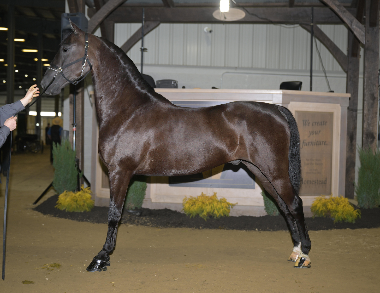 AuctionPro | Elite Auction Services